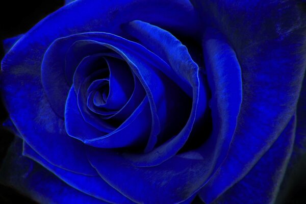 Blaue romantische Rose für Geschenk