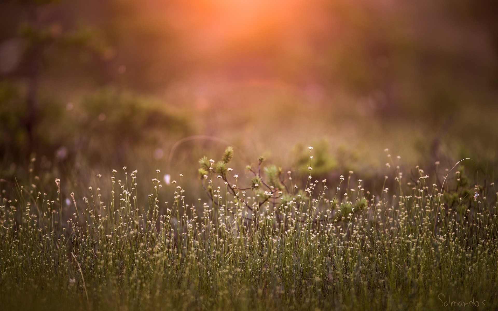 blume natur dämmerung landschaft feld unschärfe im freien gras sonne sonnenuntergang gutes wetter weiden sommer heuhaufen dof garten flora landschaft farbe