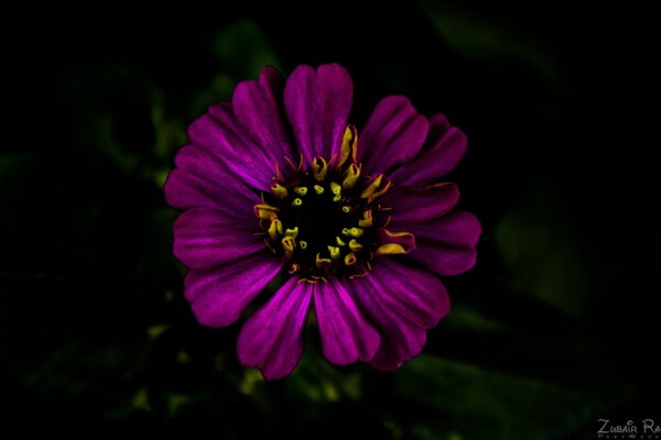 Lila Blume auf schwarzem Hintergrund