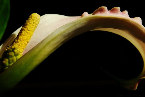 Blumen auf schwarzem Won Dekoration