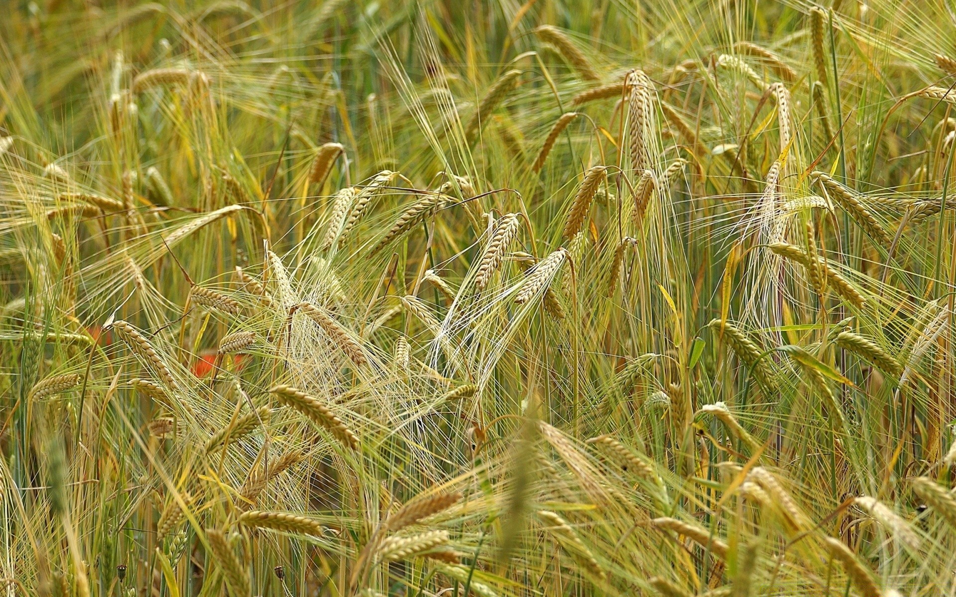 bokeh flocken ländlichen weizen weide stroh feld ernte samen brot bauernhof gold landwirtschaft mais wachstum landschaft land sommer gras natur