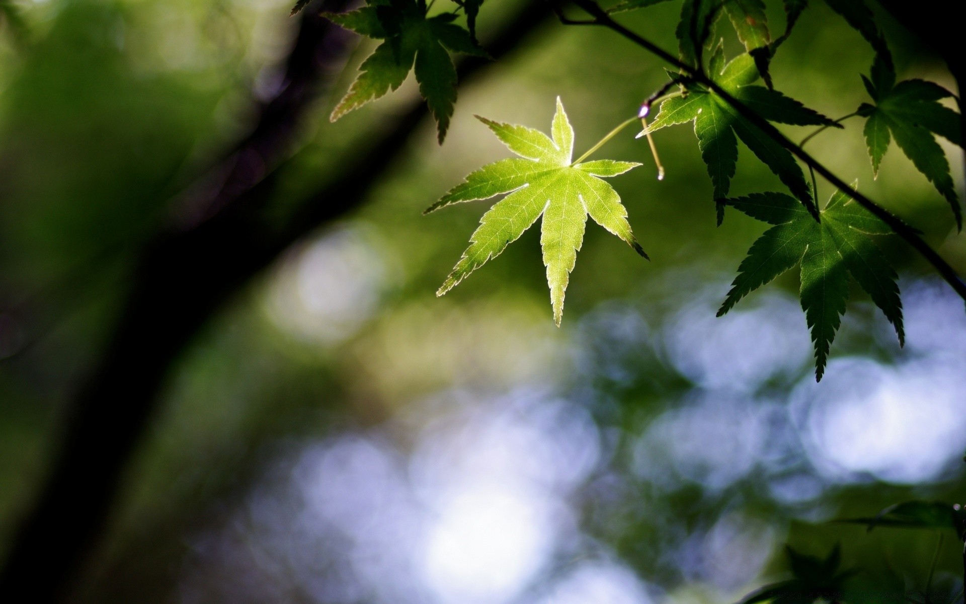 bokeh blatt unschärfe natur wachstum flora üppig im freien holz umwelt holz sommer garten licht farbe hell sonne gutes wetter