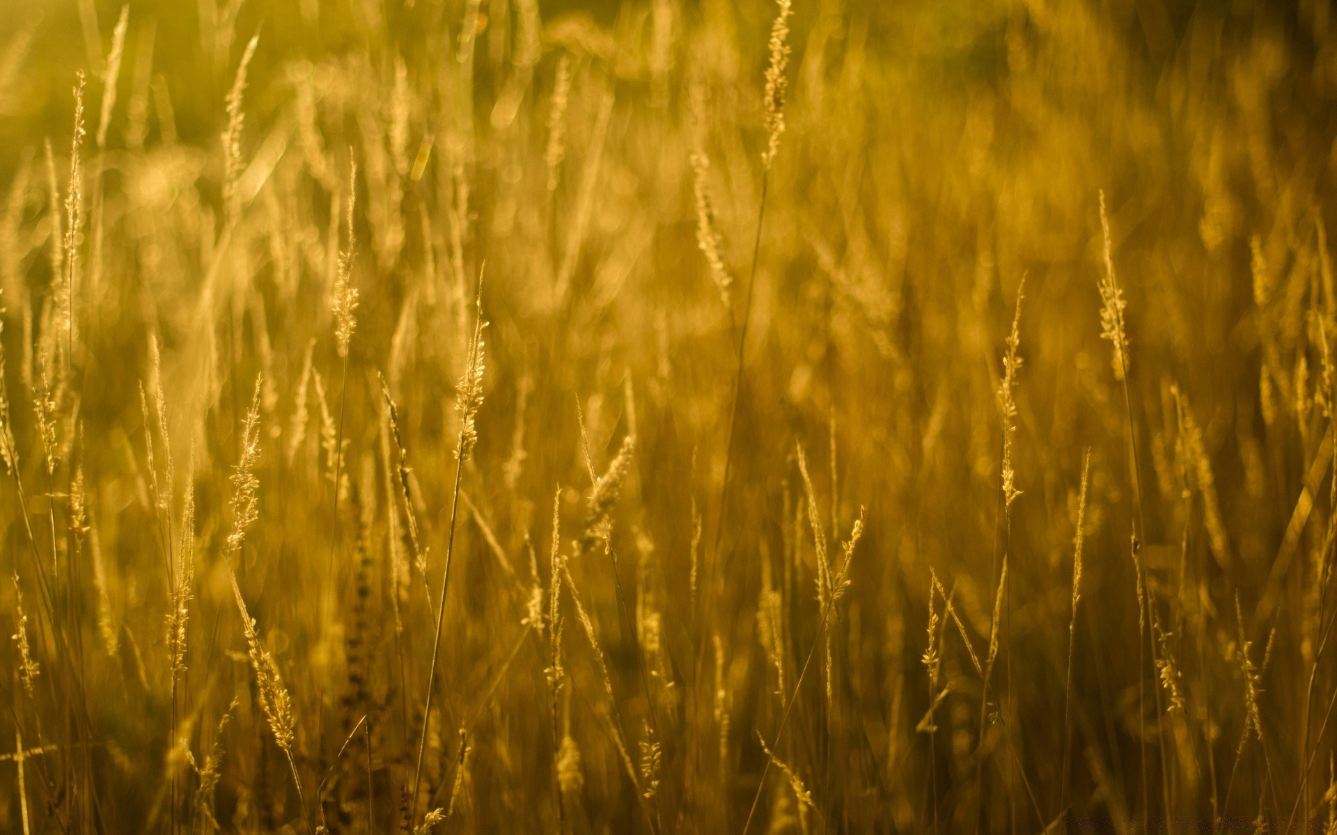 bokeh weizen getreide des ländlichen mais feld bauernhof stroh weide ernte brot wachstum roggen landwirtschaft gold samen sonne landschaft natur ackerland gerste