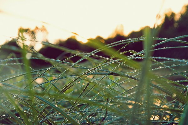 Morgentau auf einem Grasfeld