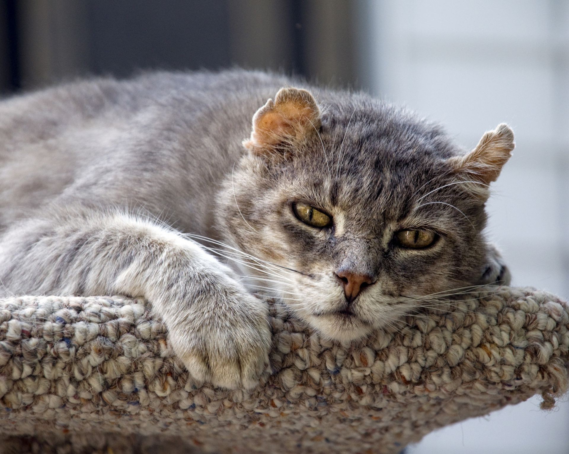 katze katze kätzchen niedlich tier säugetier inländische fell haustier grau liebenswert auge jung flauschig vorschau haar porträt wenig flaumig tabby schnurrbart