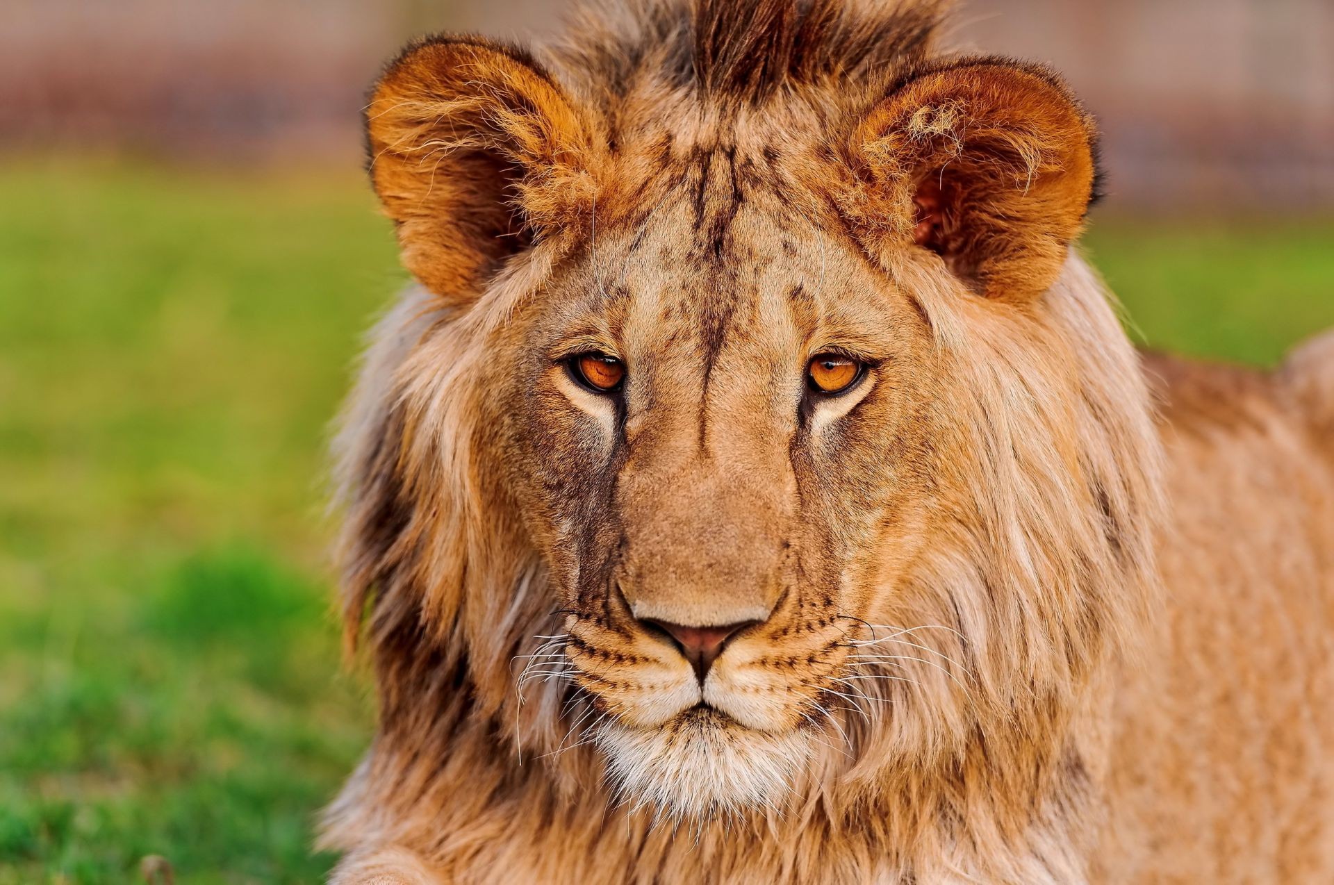 löwen tier tierwelt katze säugetier raubtier wild löwe fleischesser natur pelz groß safari jäger gras porträt manet gefahr zoo