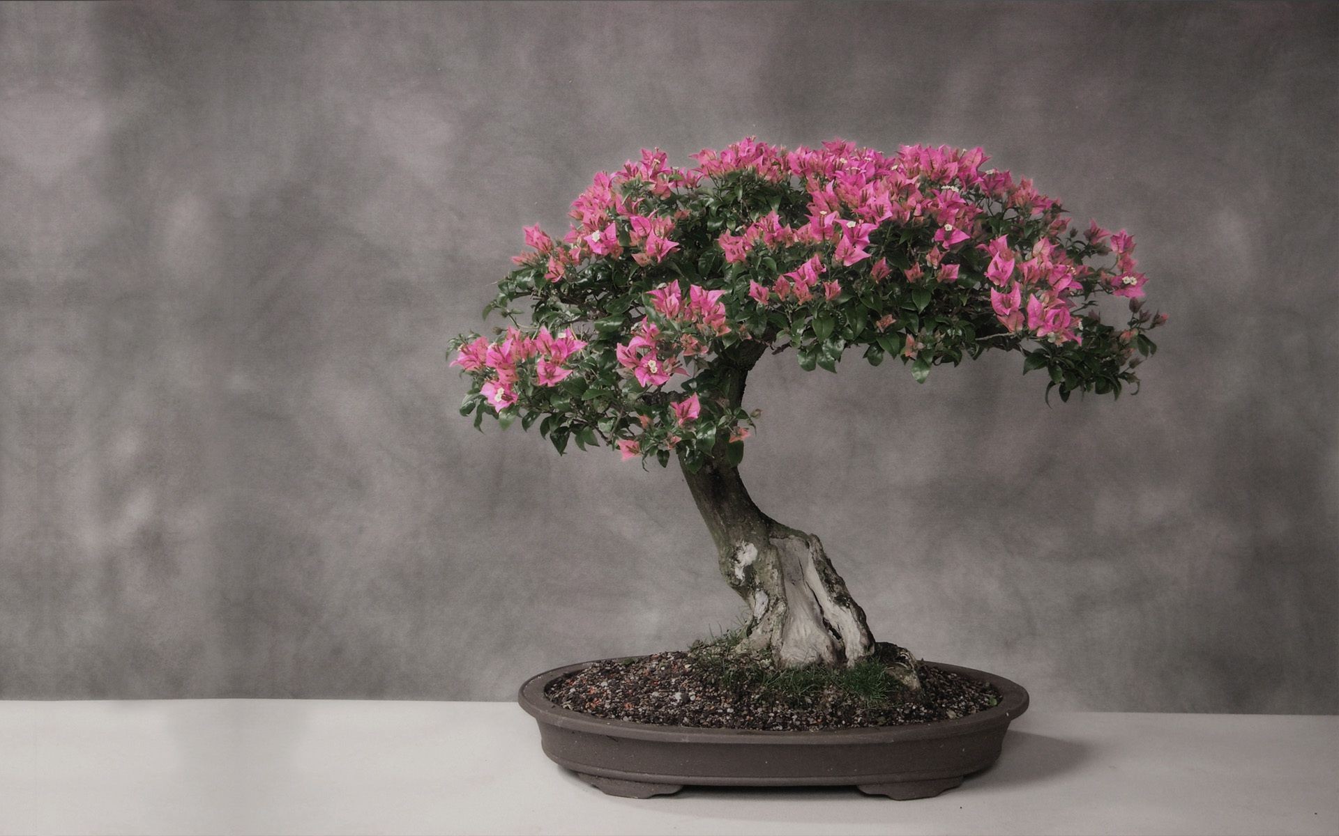 bäume baum blume vase blatt flora garten zweig natur wachstum topf landschaft