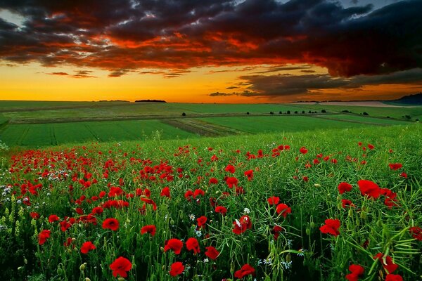 Feld Blumen Mohn Gänseblümchen Sonnenuntergang Wolken