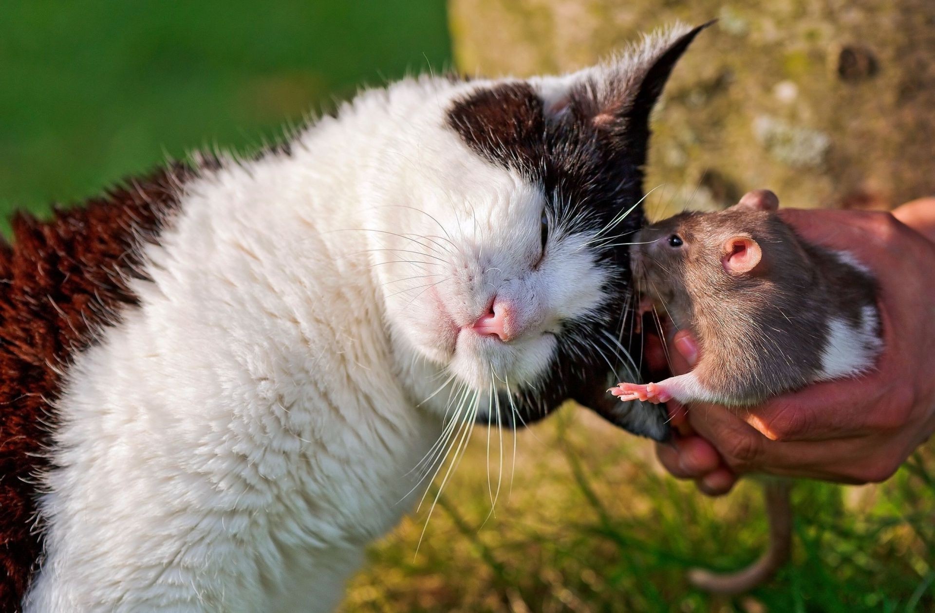 katzen säugetier tier niedlich natur fell katze haustier porträt tierwelt wenig