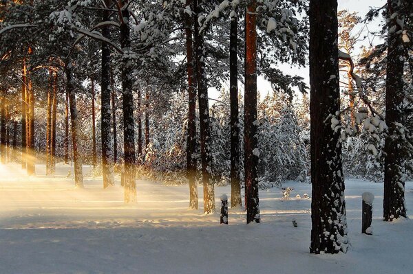 Verschneiten Wald frostigen Tag Landschaft