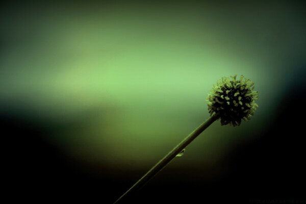 Biologie. Hochwertiges Foto. Die Blume