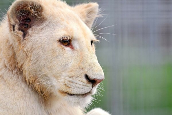Weißer Tiger, der in die Ferne schaut