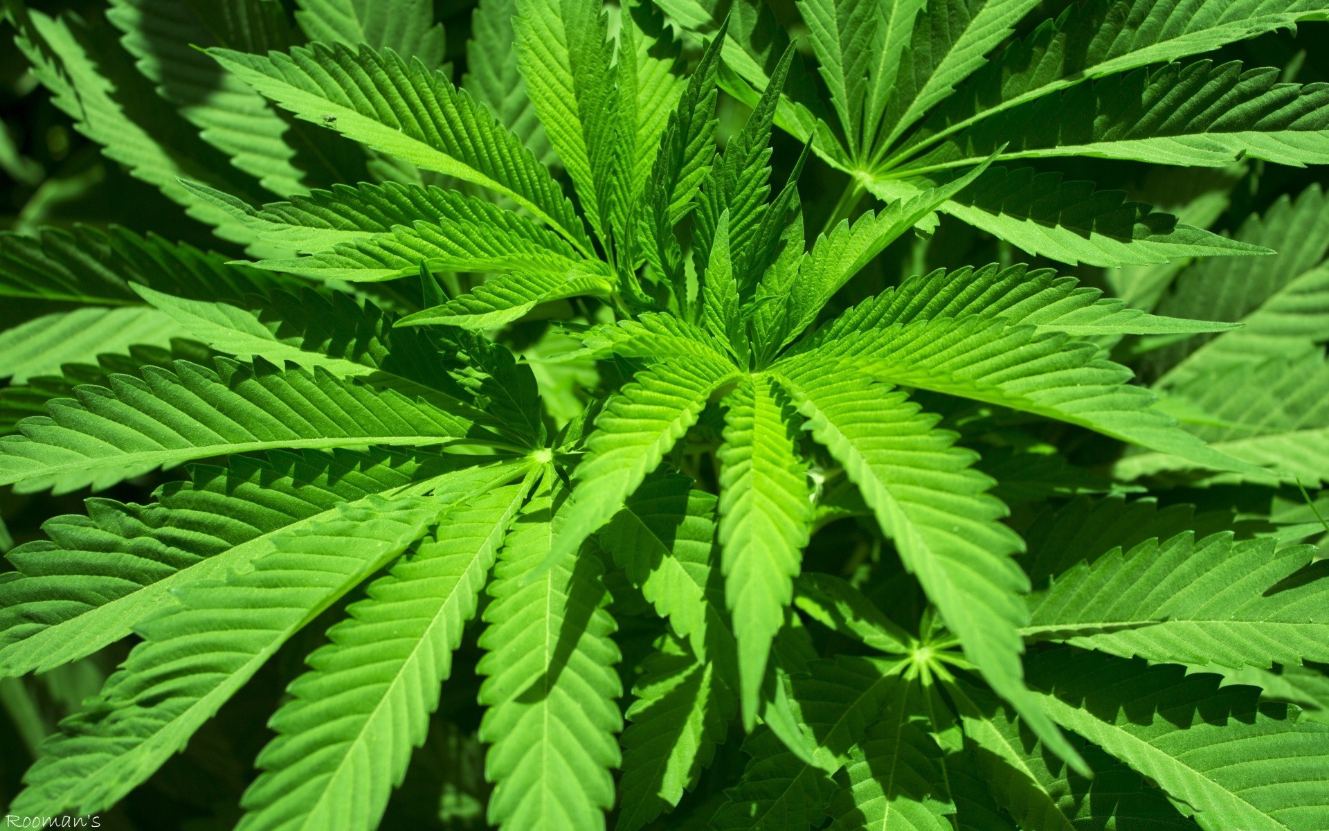 pflanzen blatt flora marihuana natur wachstum hanf desktop üppig sommer hash schließen medium tropisch