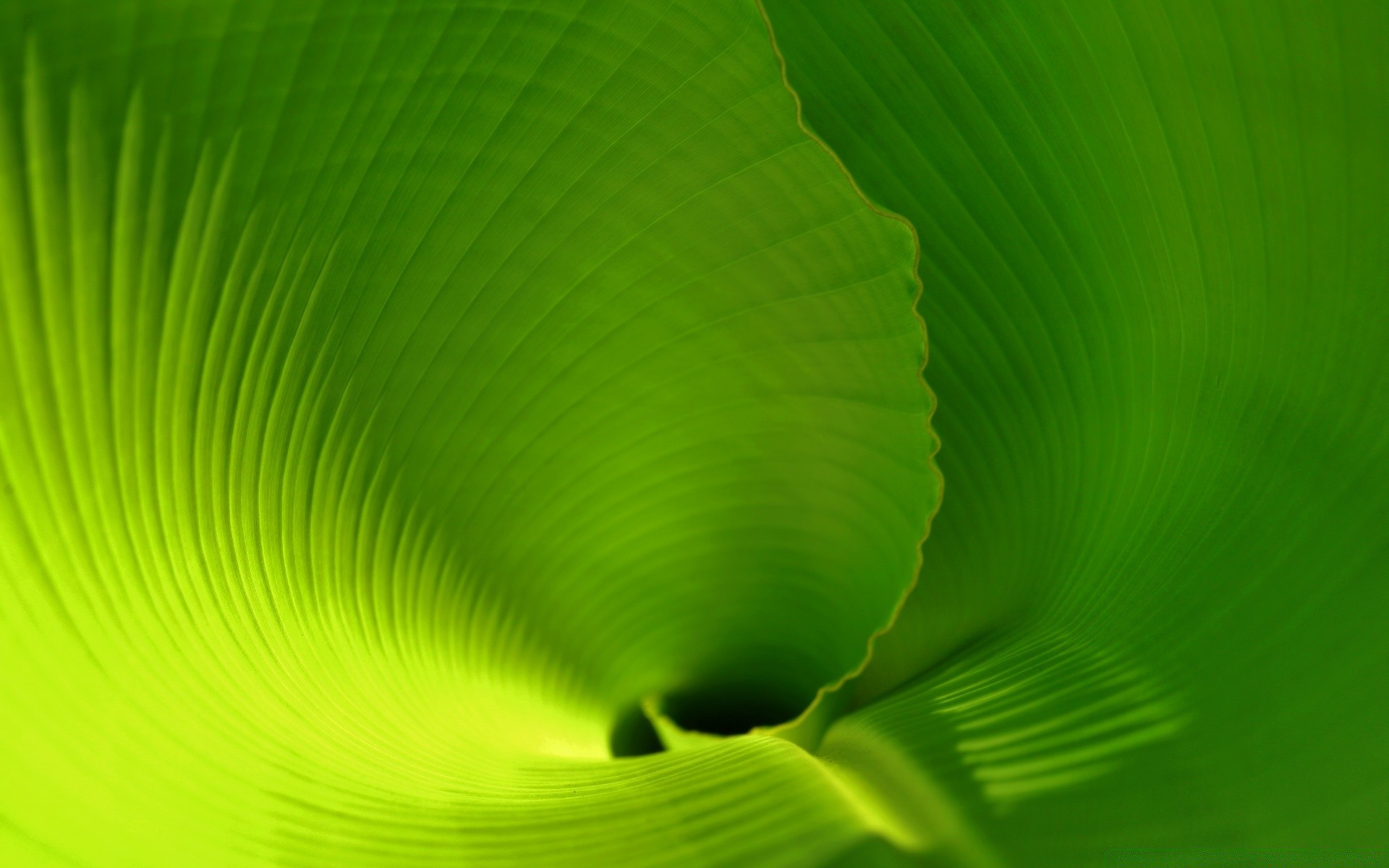 pflanzen blatt abstrakt flora desktop hell farbe textur natur