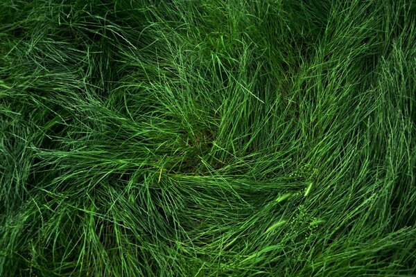 Frisches grünes Gras im Sommer
