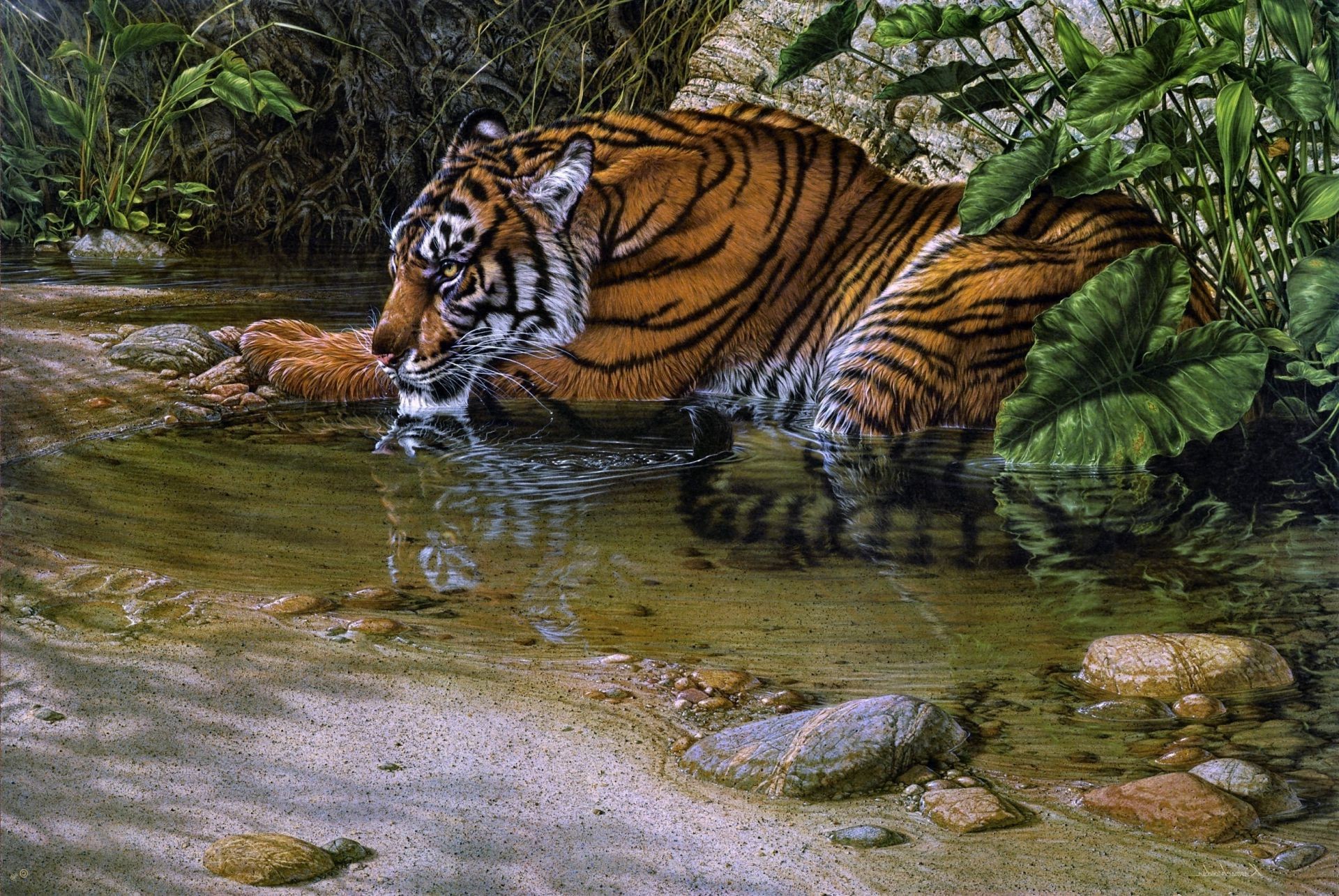 tiger tiger tierwelt dschungel natur katze wild zoo raubtier säugetier wasser gefahr jäger im freien aggression