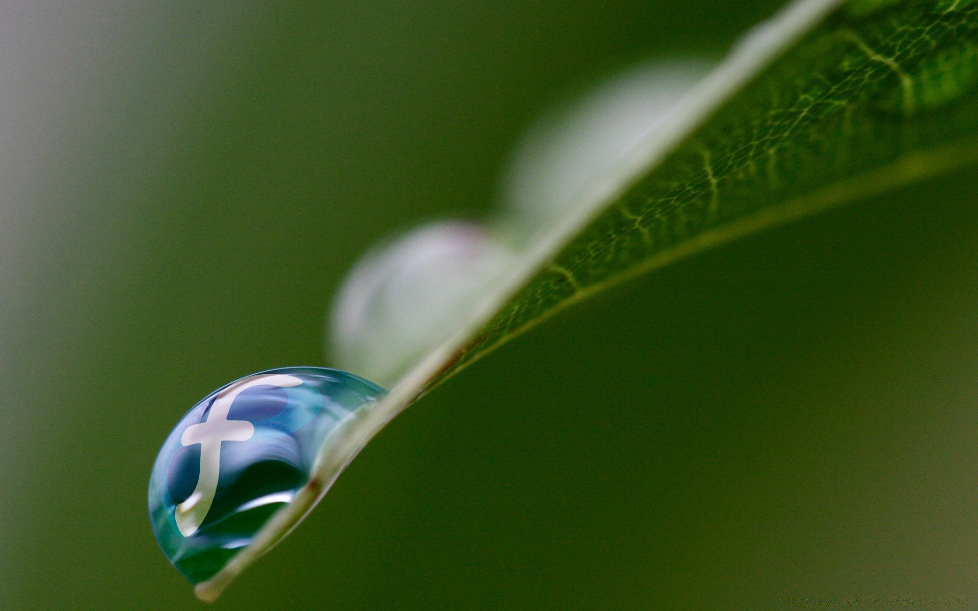 pflanzen tau regen tropfen tropfen blatt flora natur sauberkeit wasser nass farbe tropfen garten umwelt hell desktop dof schließen