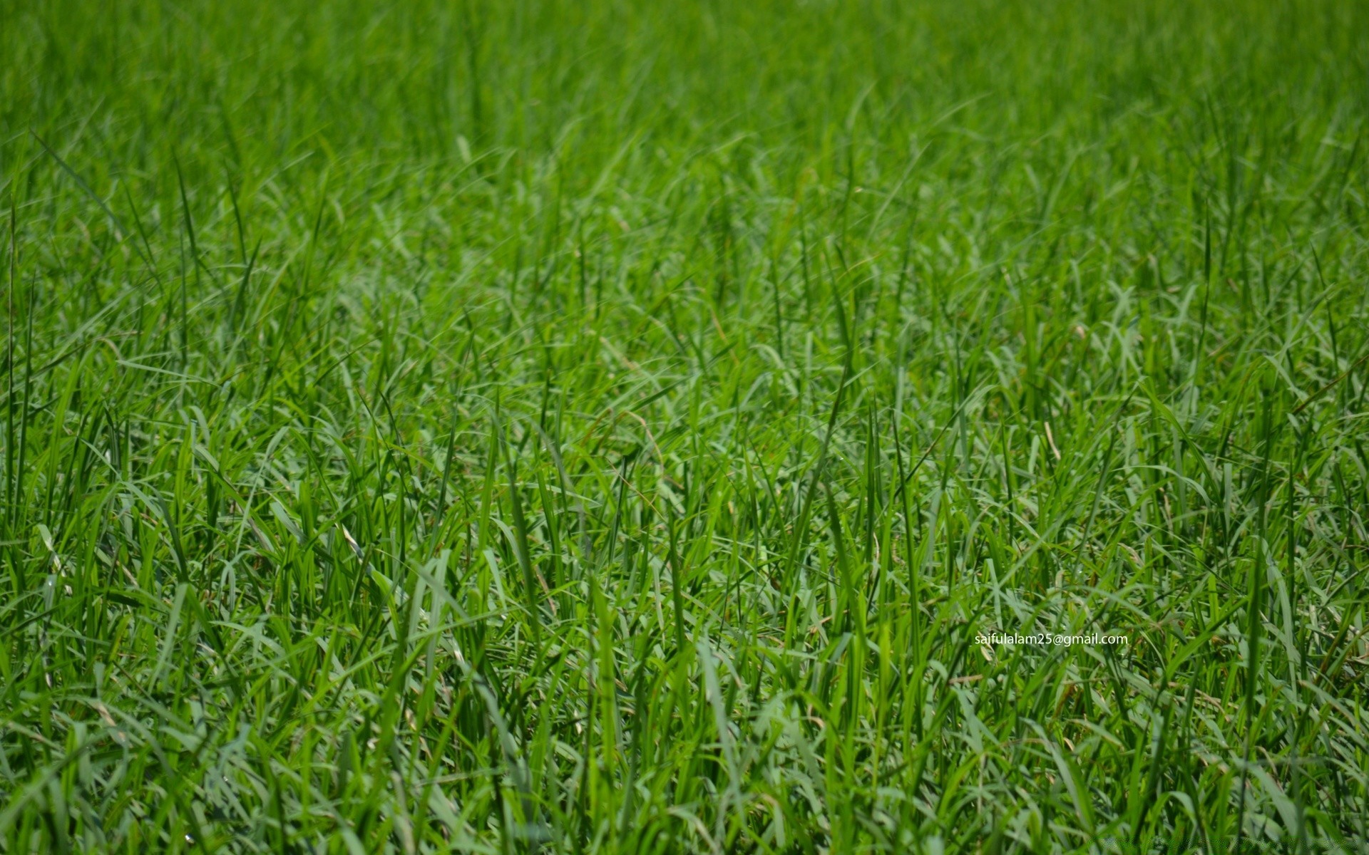 pflanzen gras wachstum feld rasen üppig heu flora sommer umwelt blatt weide rasen des ländlichen weide landwirtschaft boden natur klinge frische bauernhof