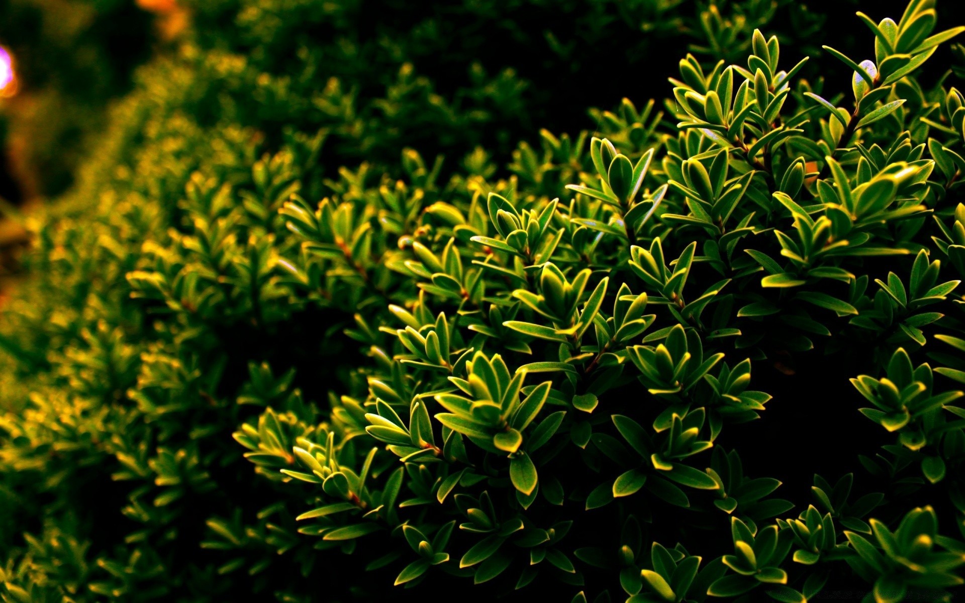 pflanzen flora natur blatt garten baum wachstum strauch desktop schließen muster evergreen holz umwelt park textur farbe sommer üppig im freien