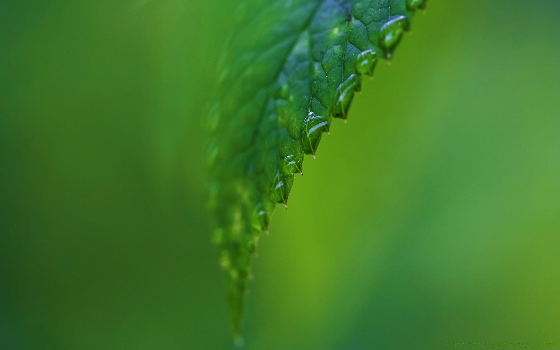 pflanzen blatt natur tau regen flora steigen fallen verwischen im freien dof gras üppig garten ökologie sauberkeit umwelt sommer tropfen tropfen