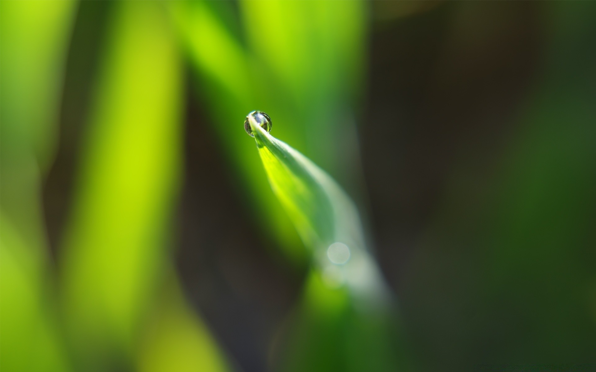 pflanzen regen blatt tau tropfen natur wachstum flora tropfen unschärfe garten dof nass medium gras insekt sauberkeit sommer tropfen