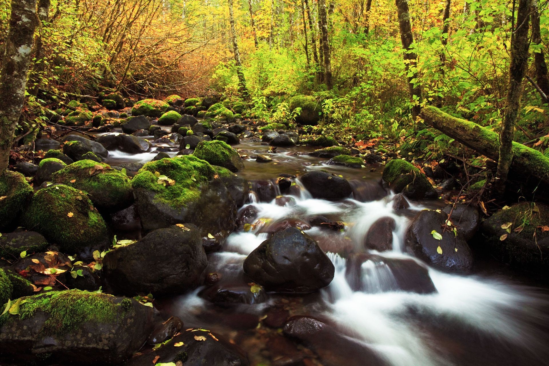 wasserfälle wasser fluss herbst holz fluss wasserfall schrei blatt rock natur moos landschaft baum im freien fluss bewegung park kaskade landschaftlich