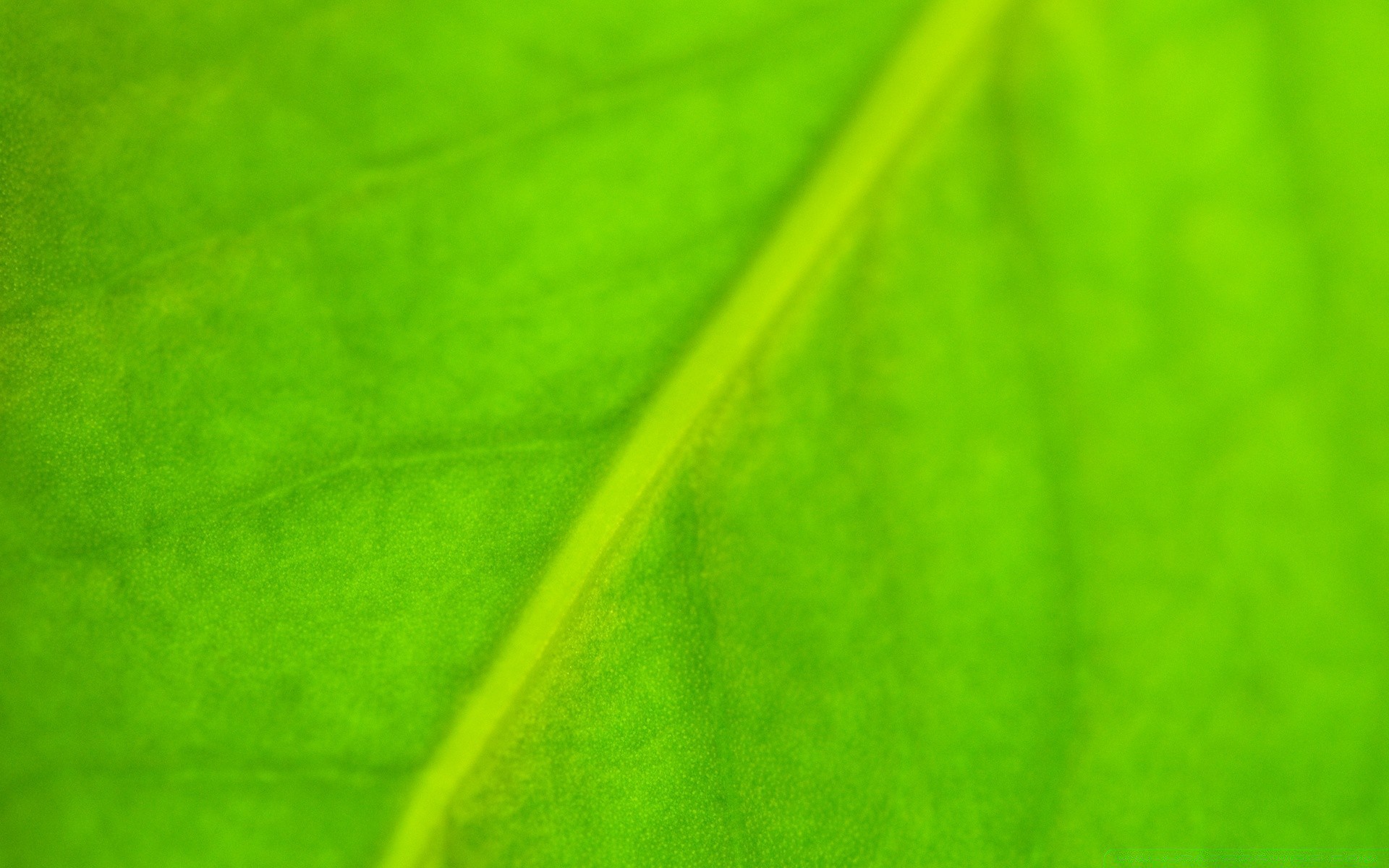pflanzen blatt abstrakt flora photosynthese venen asymmetrie textur wachstum garten desktop künstlerische farbe tau diagonal regen natur kunst tropfen hell