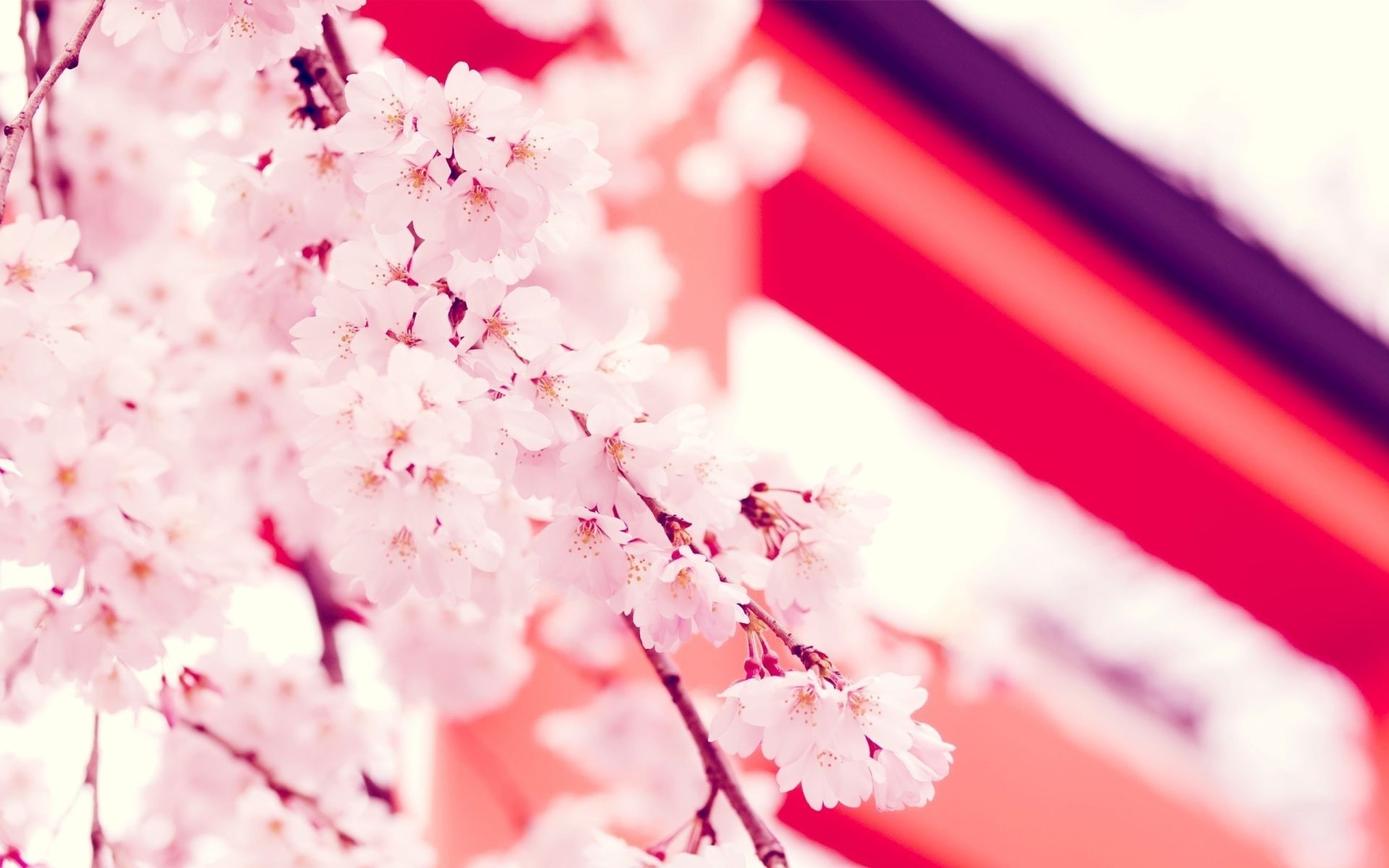 blumen unschärfe dof natur hell blume im freien