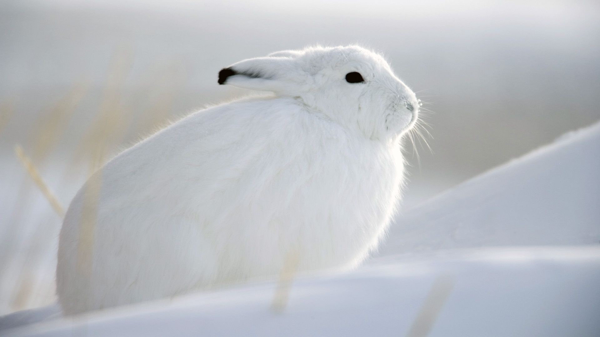 tiere schnee vogel winter kälte tier natur tierwelt frostig