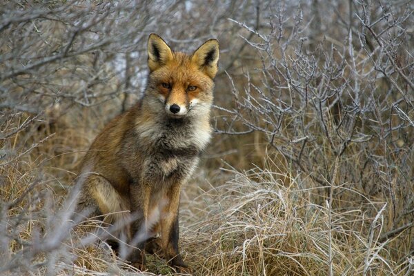 Ein wilder Fuchs geht auf die Jagd
