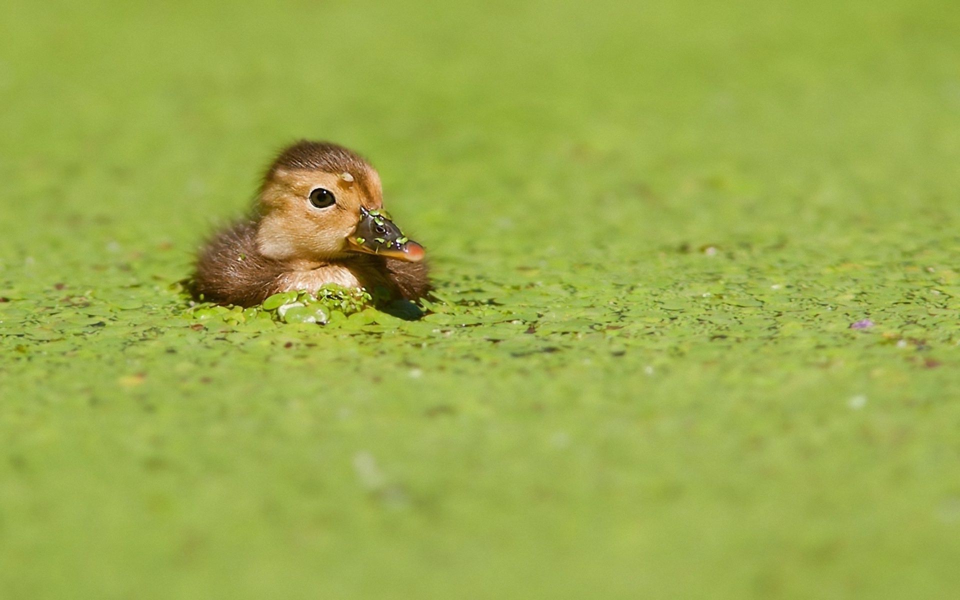 tiere gras tier tierwelt natur ente