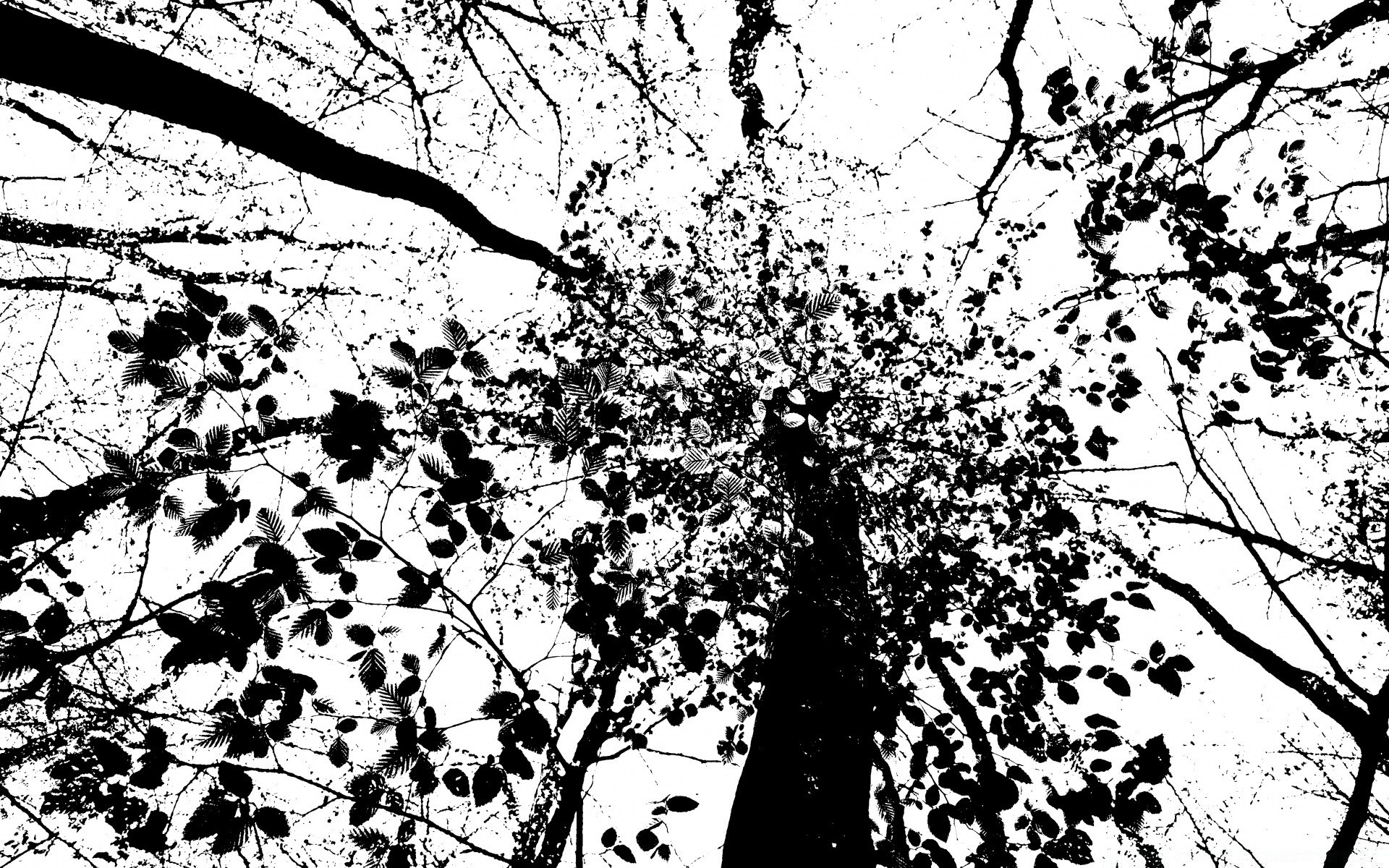 vektorgrafik baum zweig blatt saison holz natur landschaft flora desktop wachstum im freien park