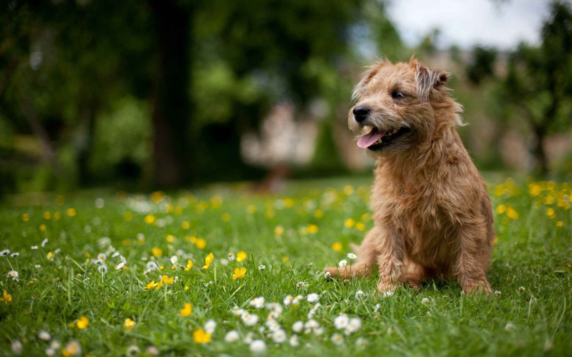 hunde gras hund feld natur säugetier heuhaufen tier sommer niedlich haustier im freien porträt park blume wenig hundespezialist welpe rasen