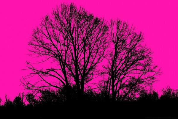 Silhouette eines verzweigten Baumes auf rotem Hintergrund