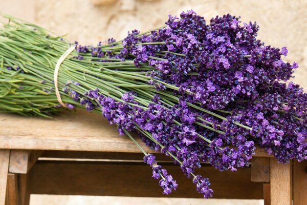 Lavendel Berg-Lavendel unserer Treffen mit dir