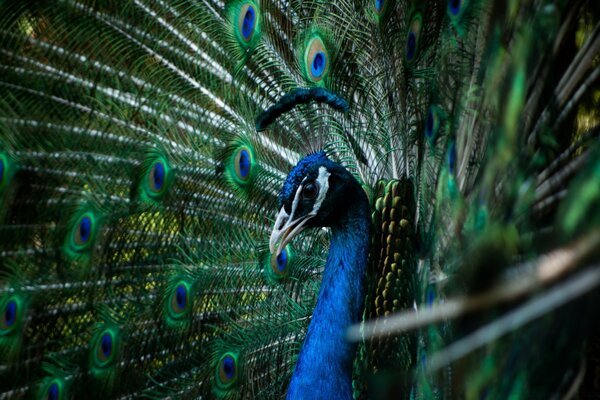 Schöner Vogel Pfau in Makroaufnahmen