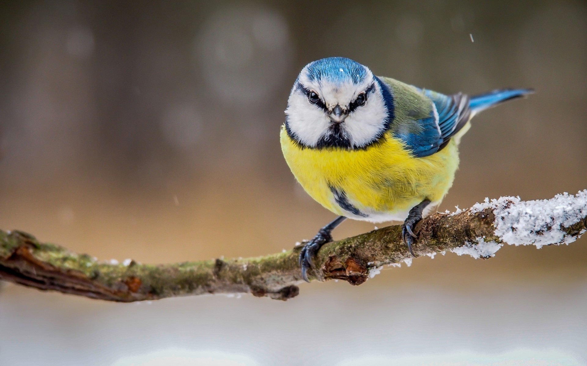 vögel tierwelt vogel natur tier wenig im freien wild ein