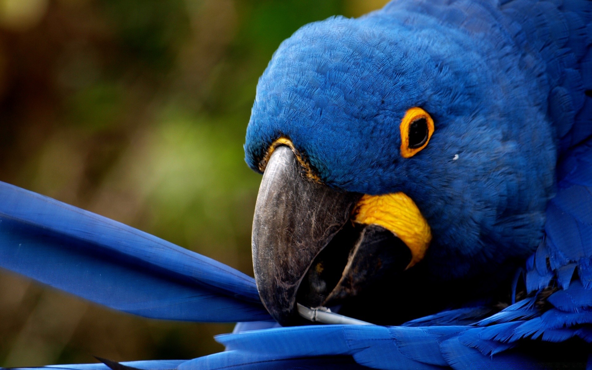 papagei vogel tierwelt natur ara tier zoo schnabel feder wild flügel im freien