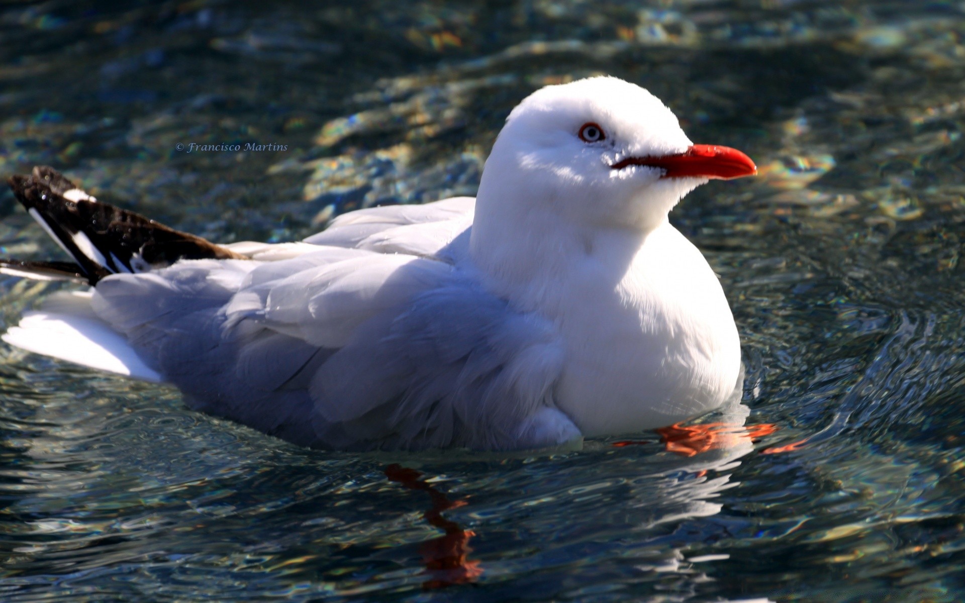 möwe vogel möwen wasser tierwelt natur meer im freien see
