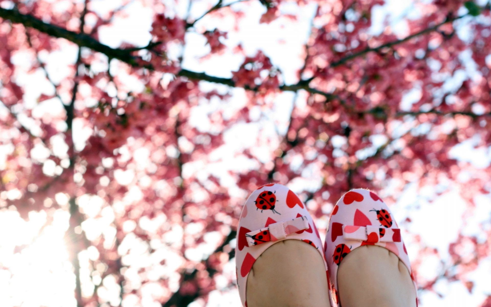 kirsche baum blume im freien winter jahreszeit natur landschaft filiale park