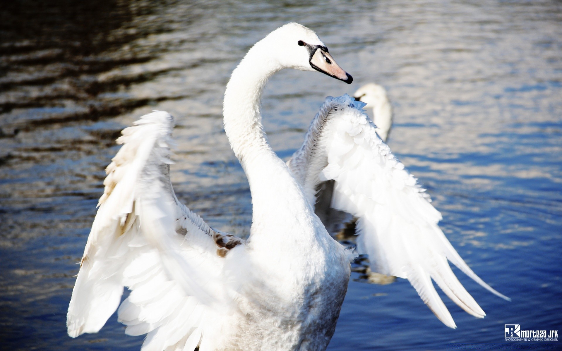 schwäne vogel schwan natur feder wasser tierwelt im freien tier schnabel see wasservögel vögel flügel
