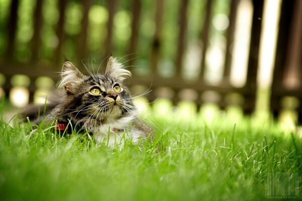Die Katze im Gras schaut nach oben