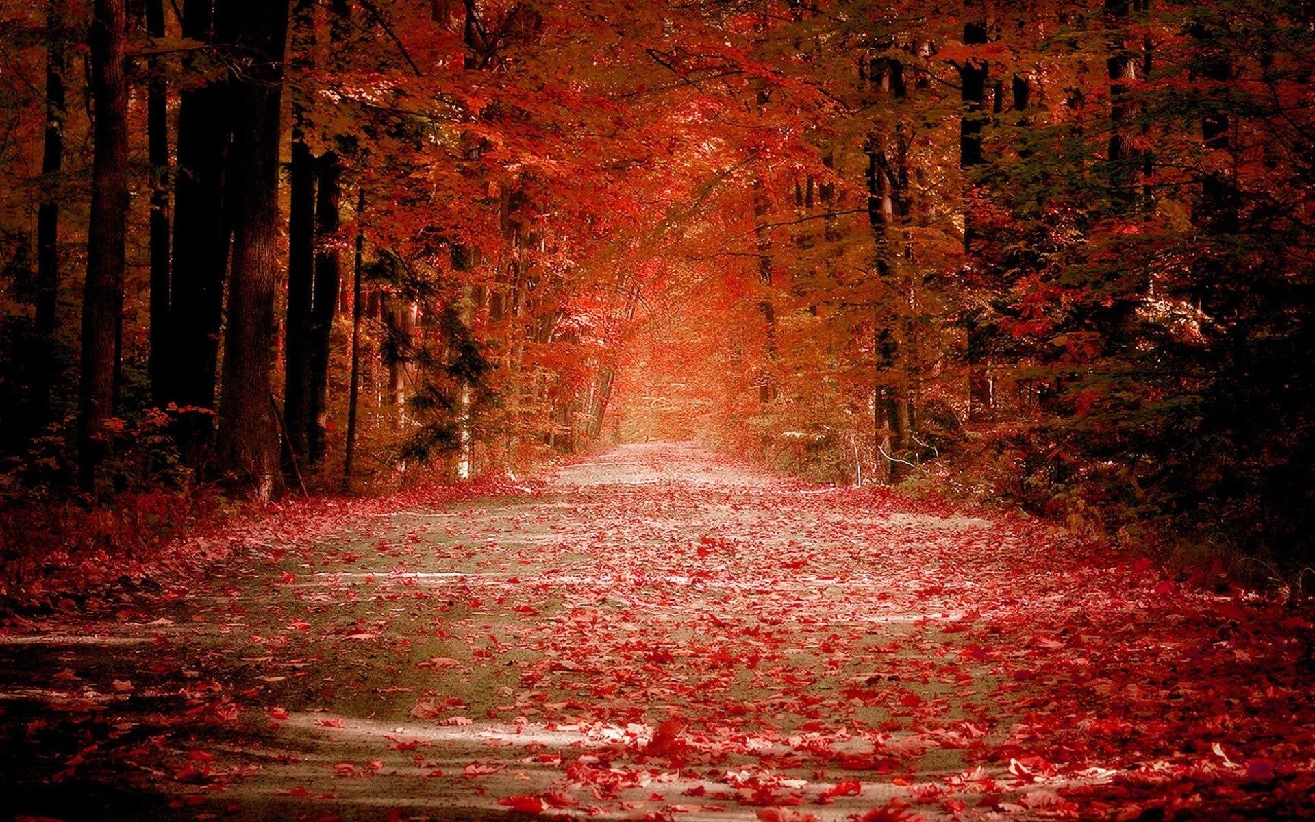 herbst herbst blatt