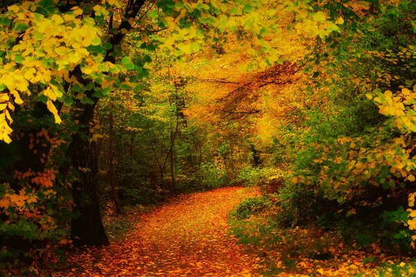 HERBSTWALD UND WANDERWEG MIT BLÄTTERN