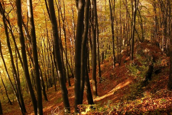 DIE HERBSTSONNE ERHELLT DEN SELTENEN WALD