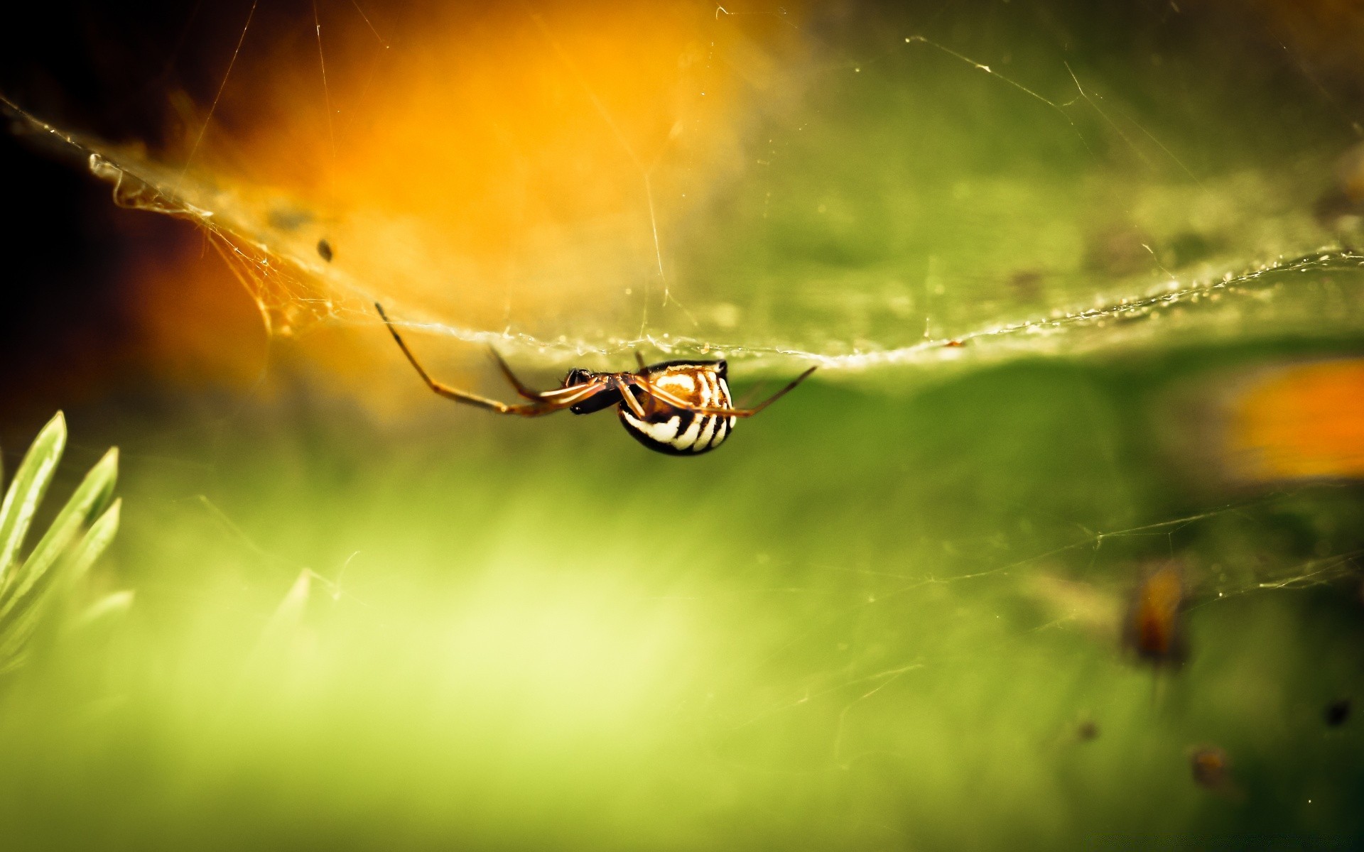insekten insekt spinne natur garten licht blume farbe