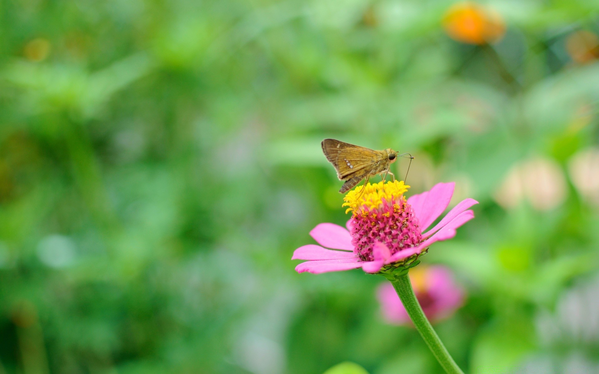 schmetterling natur insekt sommer im freien blatt blume garten wenig flora gras hell wild gutes wetter flügel schließen farbe