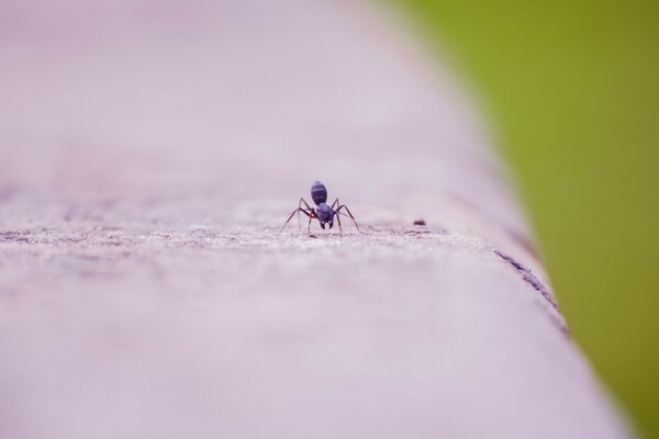 Kleines Insekt im Freien