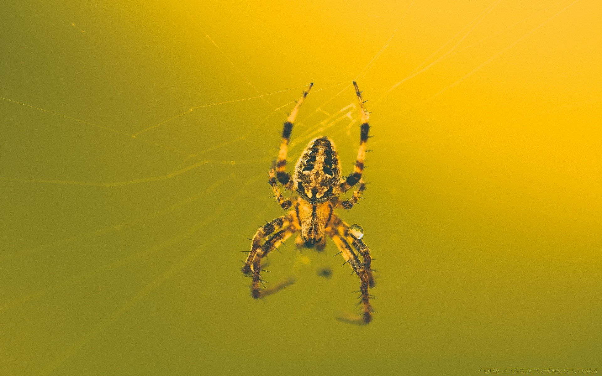 insekten spinne spinnentiere insekt spinnennetz gruselig falle wirbellose phobie spinnennetz web beängstigend natur angst halloween desktop gruselig gift tier tierwelt tarantel