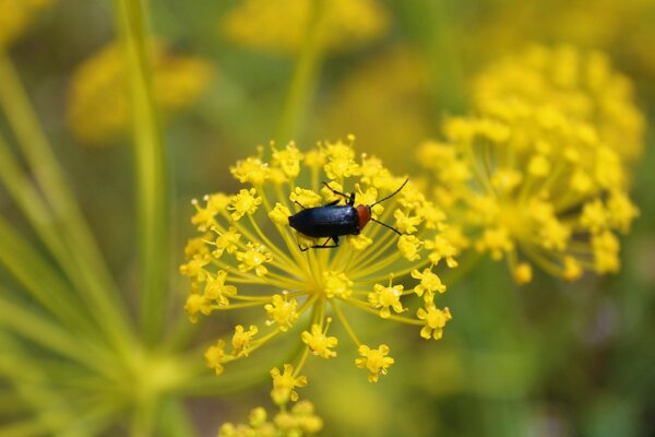 Der Käfer kriecht über die Blume